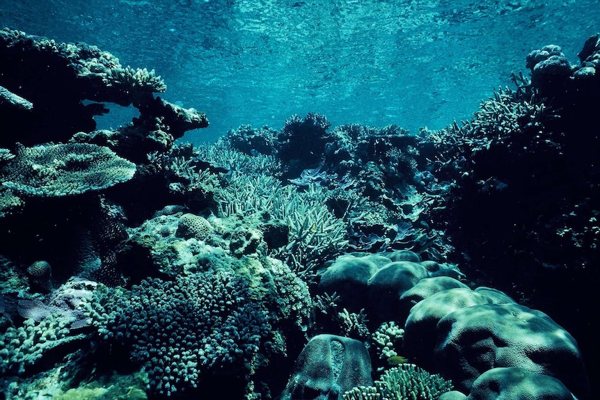 Dark image of coral taken underwater from a low angle.