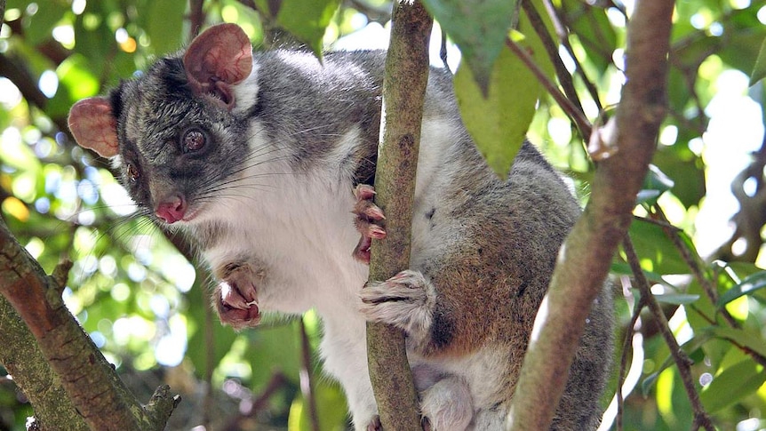 A ringtail possum sits in a tree..