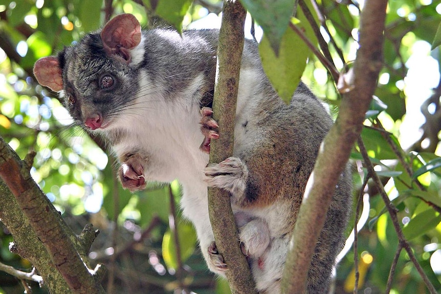 A ringtail possum sits in a tree.