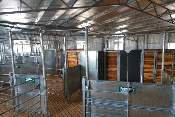 Interior of a brand new shearing shed.
