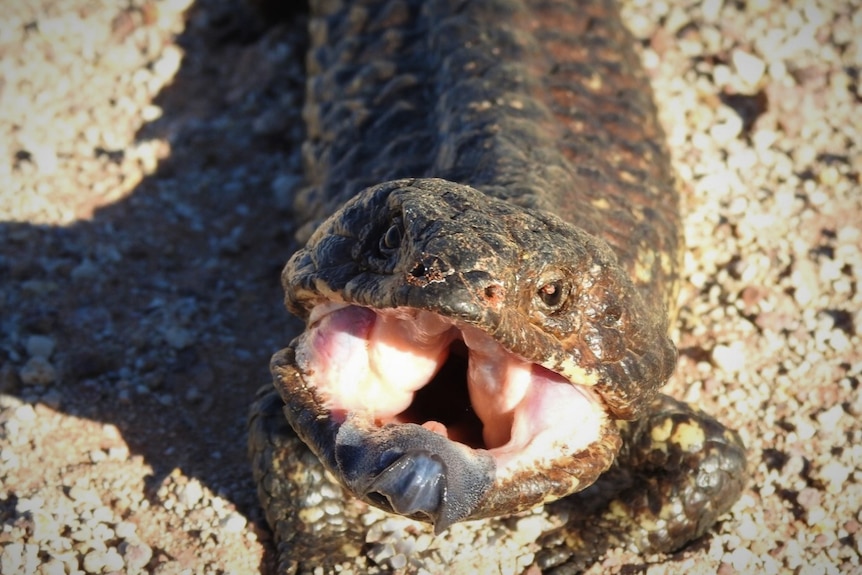 A shingleback lizard with its mouth open showing its blue tongue