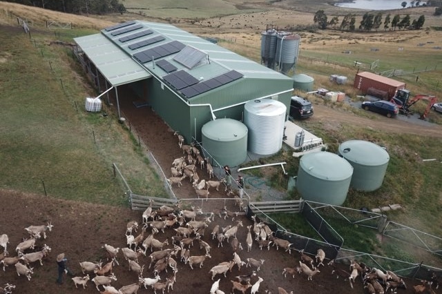 a lathe shed with solar farms on roof and water tanks at the side and cattle outside in a yard
