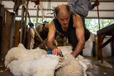 Photo of a man shearing a sheep.