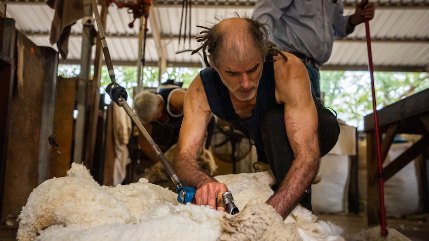 Photo of a man shearing a sheep.