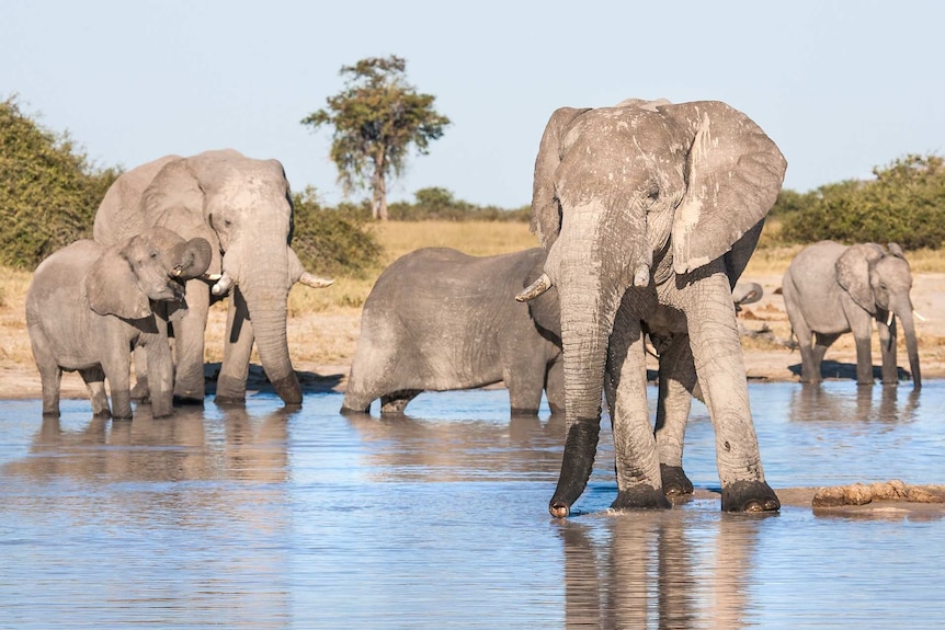 African Elephant family drinking from a lake.