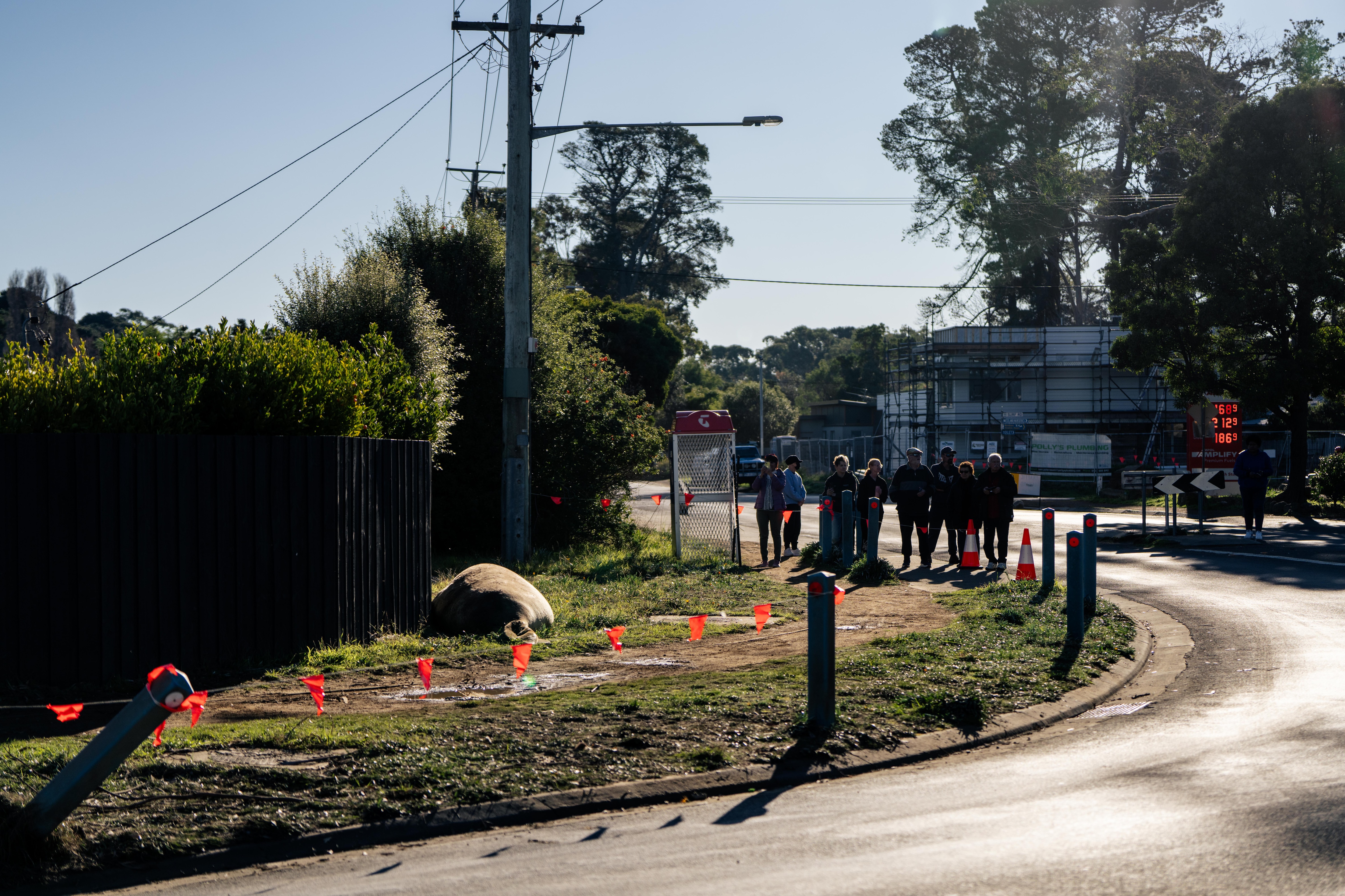 Neil the Seal, a juvenile elephant seal seen by a roadside in a suburban seaside neighbourhood.