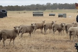 Cross bred lambs at Steve Wheeler's farm in Lexton, western Victoria.