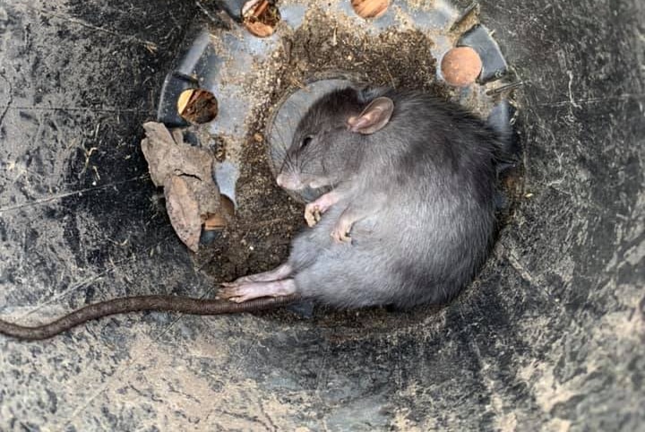 A dead rat in a bin