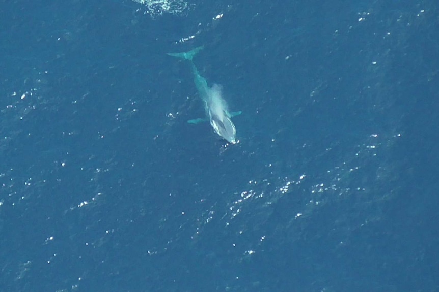 A blue whale is seen breaching from a great height.