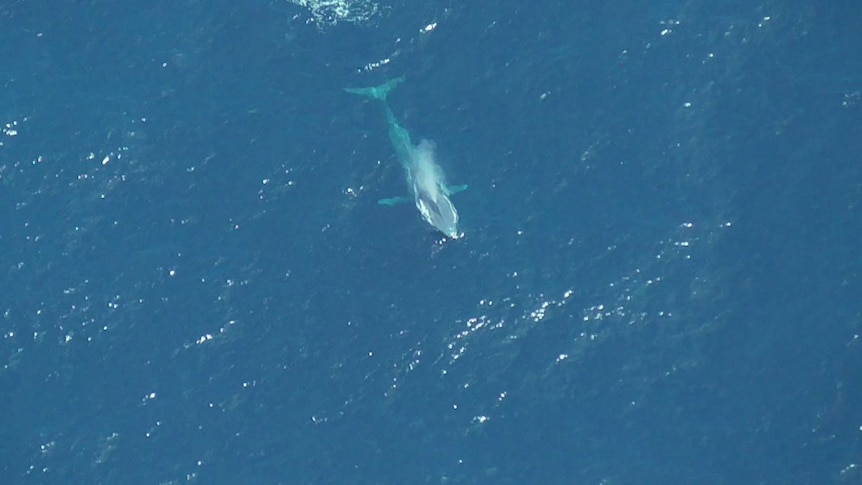 A blue whale is seen breaching from a great height.