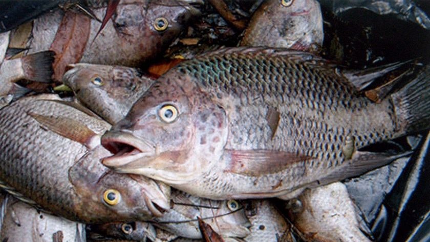 Tilapia removed from a Queensland waterbody.