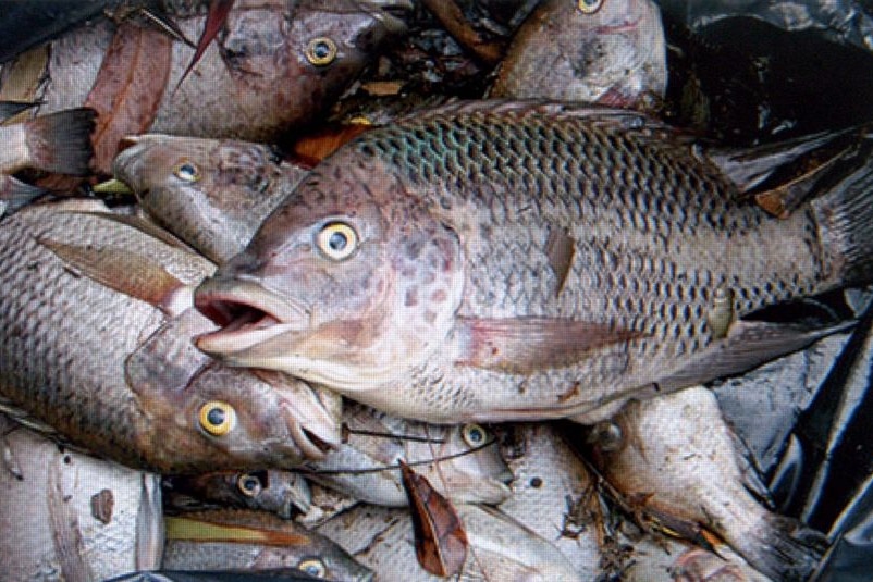 Tilapia can quickly infest waterways in Queensland.