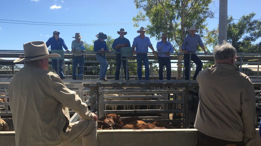 Farmers bid for cattle at an auction at the Gracemere saleyards.