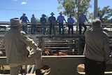 Farmers bid for cattle at an auction at the Gracemere saleyards.