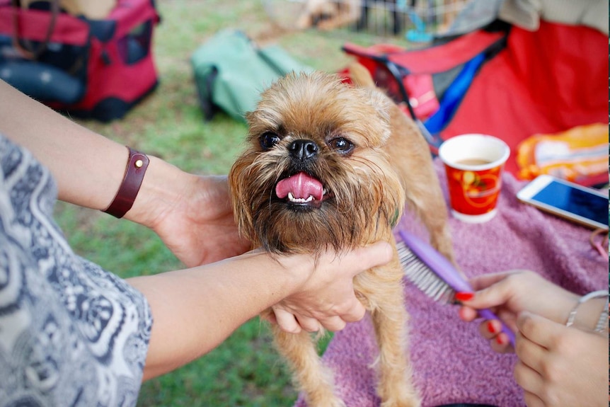 Small dog being brushed or groomed