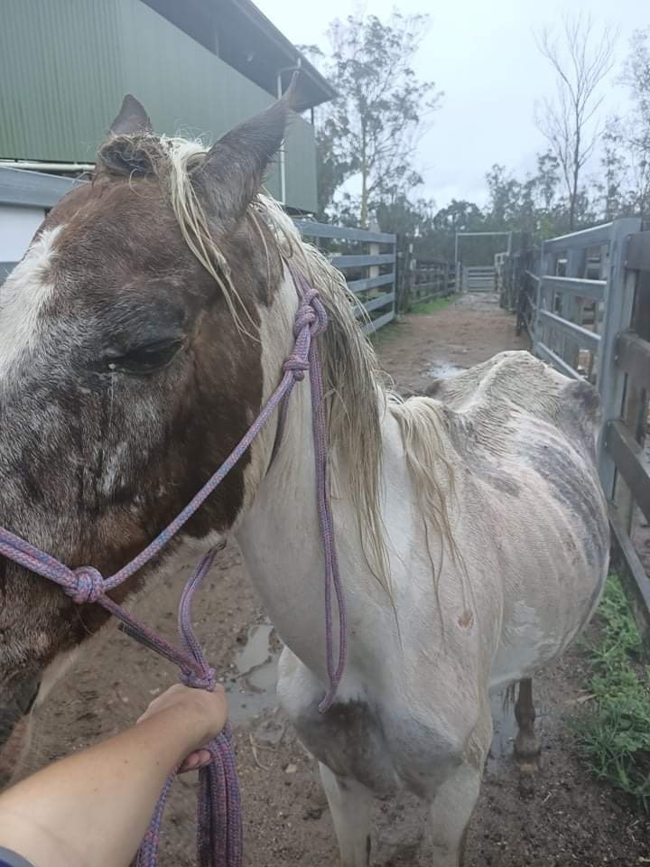 A skinny horse looking bedraggled.