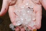 A hand holds large hailstones