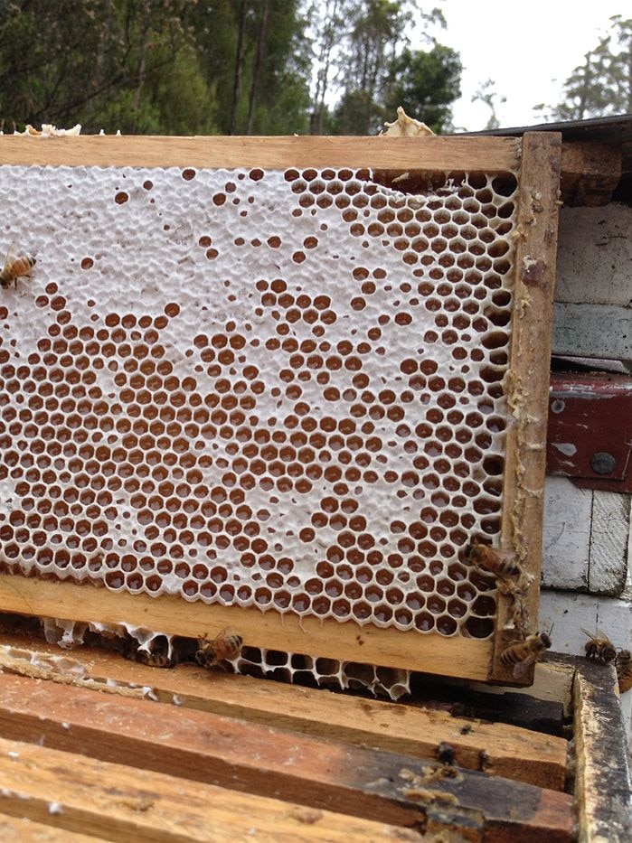 Tarkine Leatherwood Bees: Honey from the super