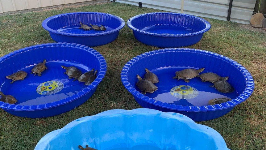 A dozen turtles swim in a shell pool.