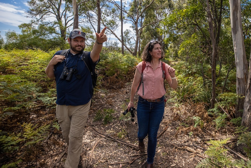 A man and woman walking along a path in the bush, each holding a pair of binoculars.  The man points to something outside the frame