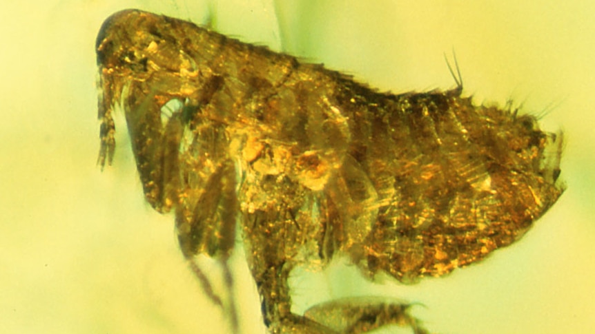 20-million-year-old flea trapped in amber
