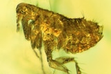 20-million-year-old flea trapped in amber