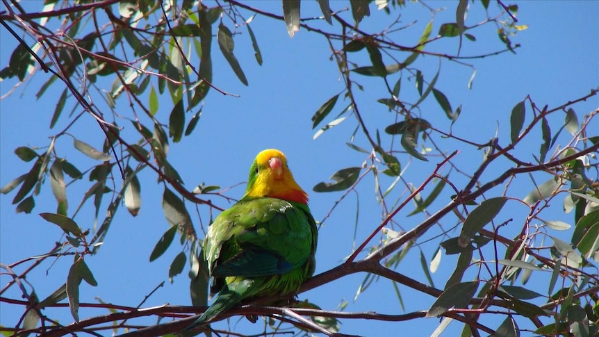 Superb Parrot in eucalypt tree closeup, Boorowa NSW