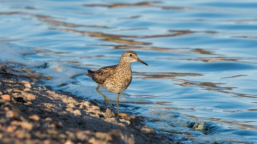 A sharp-tailed sandpiper scurrying around the sewerage ponds.