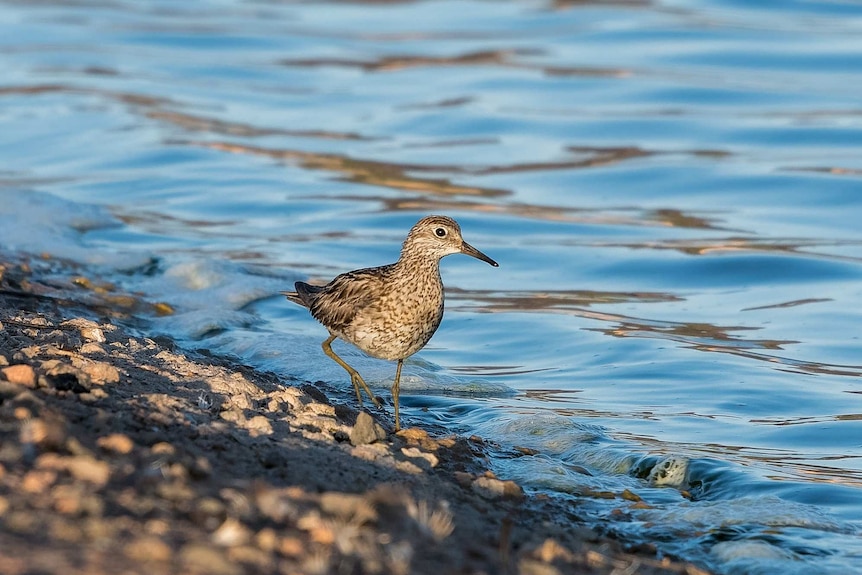 A sharp-tailed sandpiper scurrying around the sewerage ponds.