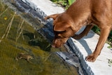 A dog watching a toad in water.