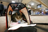 A cat sits in his carry on travel bag at Phoenix Sky Harbor International Aiport.