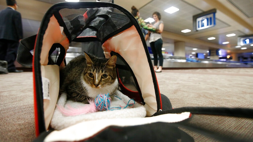 A cat sits in his carry on travel bag at Phoenix Sky Harbor International Aiport.