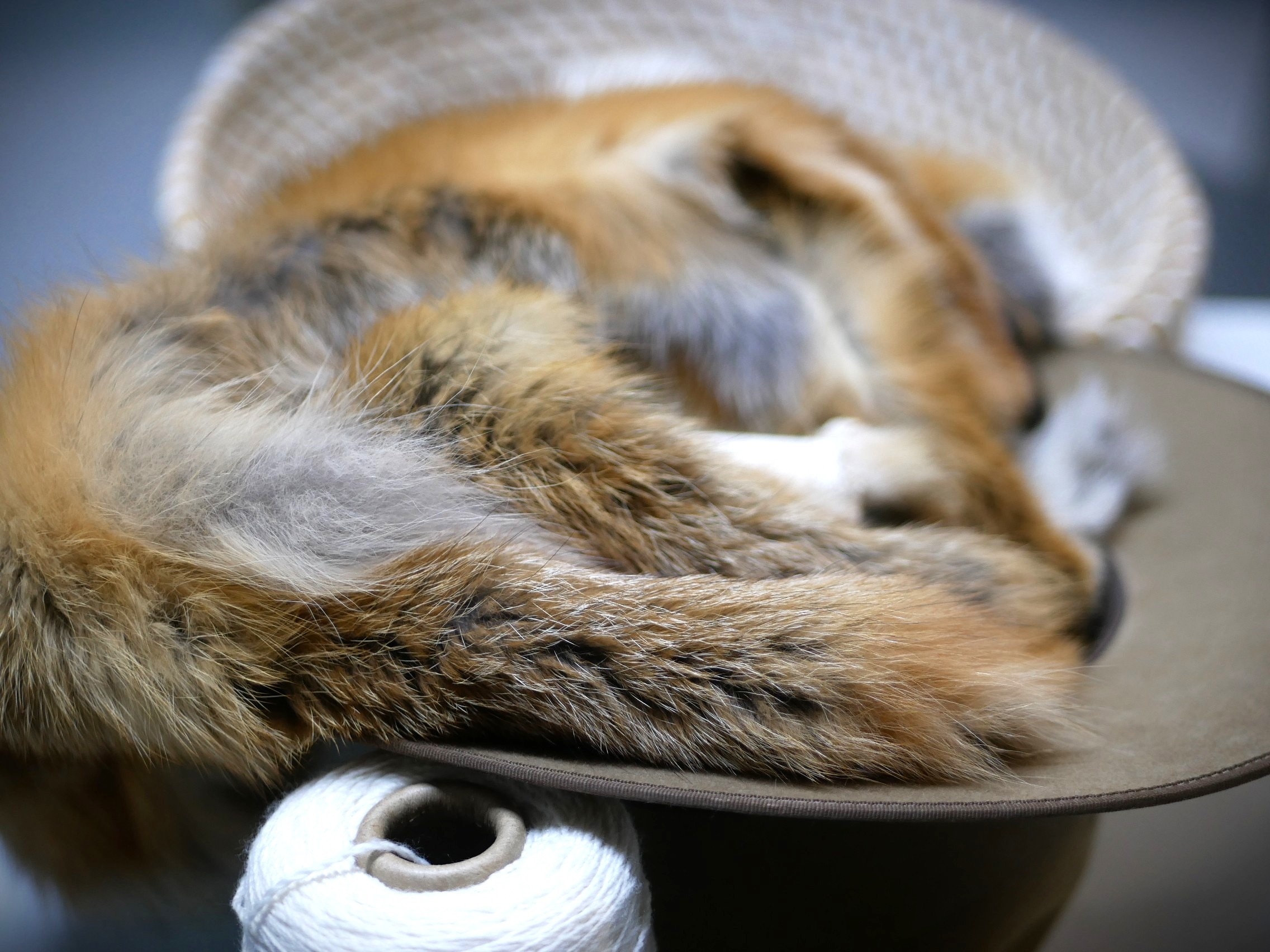 La piel de zorro se asienta sobre un sombrero