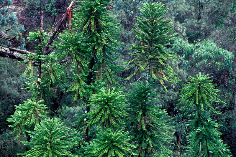 El dosel de pino Wollemi tiene un aspecto exuberante y verde. 