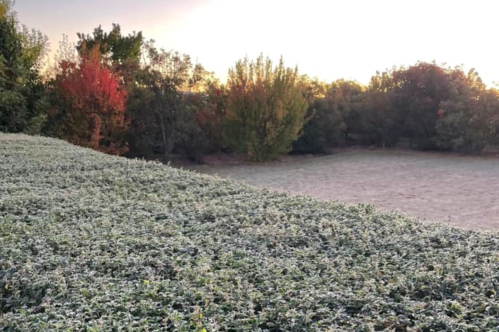Frost on grass in Warwick, with shrubs in the background.
