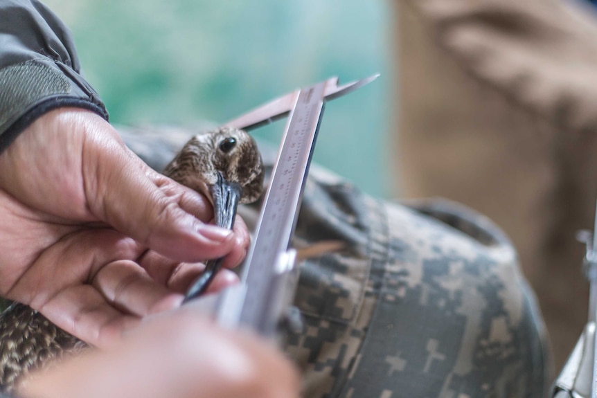 A bird is measured by researchers