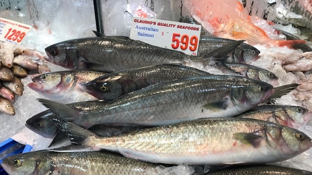 Australian salmon on display at the Sydney Fish Market