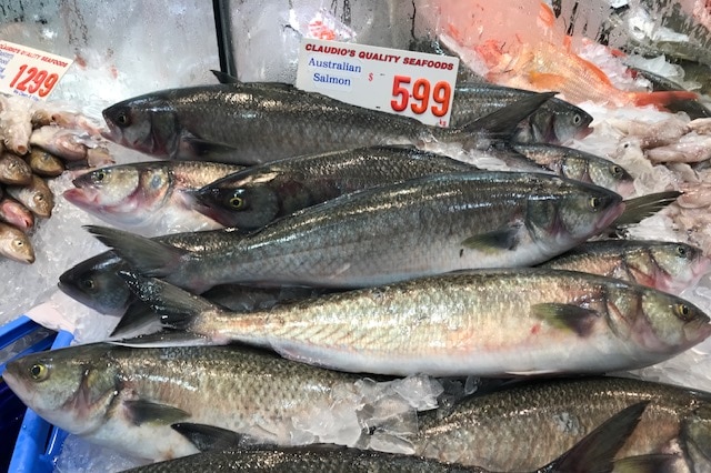 Australian salmon on display at the Sydney Fish Market