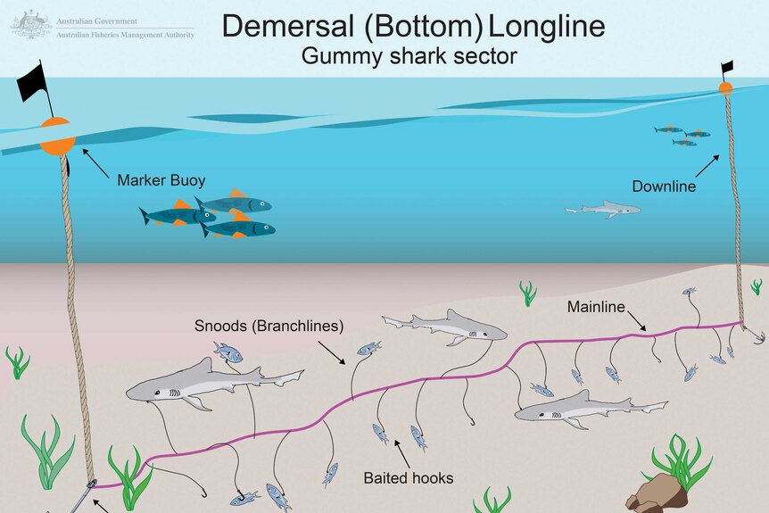 An inforgraphic explains how demersal (bottom) longline works by laying hooks with bait on the sea floor.