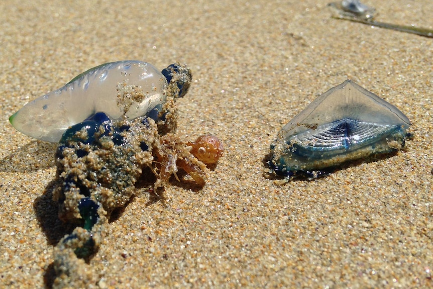 Bluebottle beside a velalla velalla