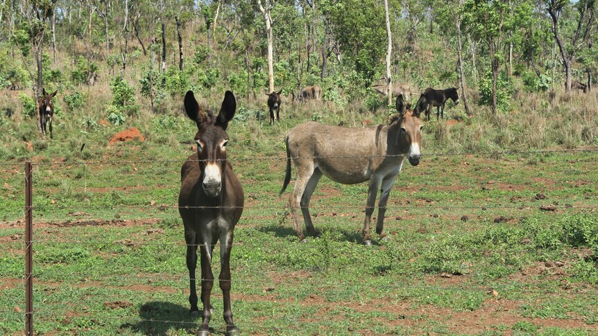 Donkeys in a paddock