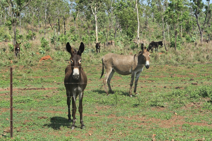 Donkeys in a paddock