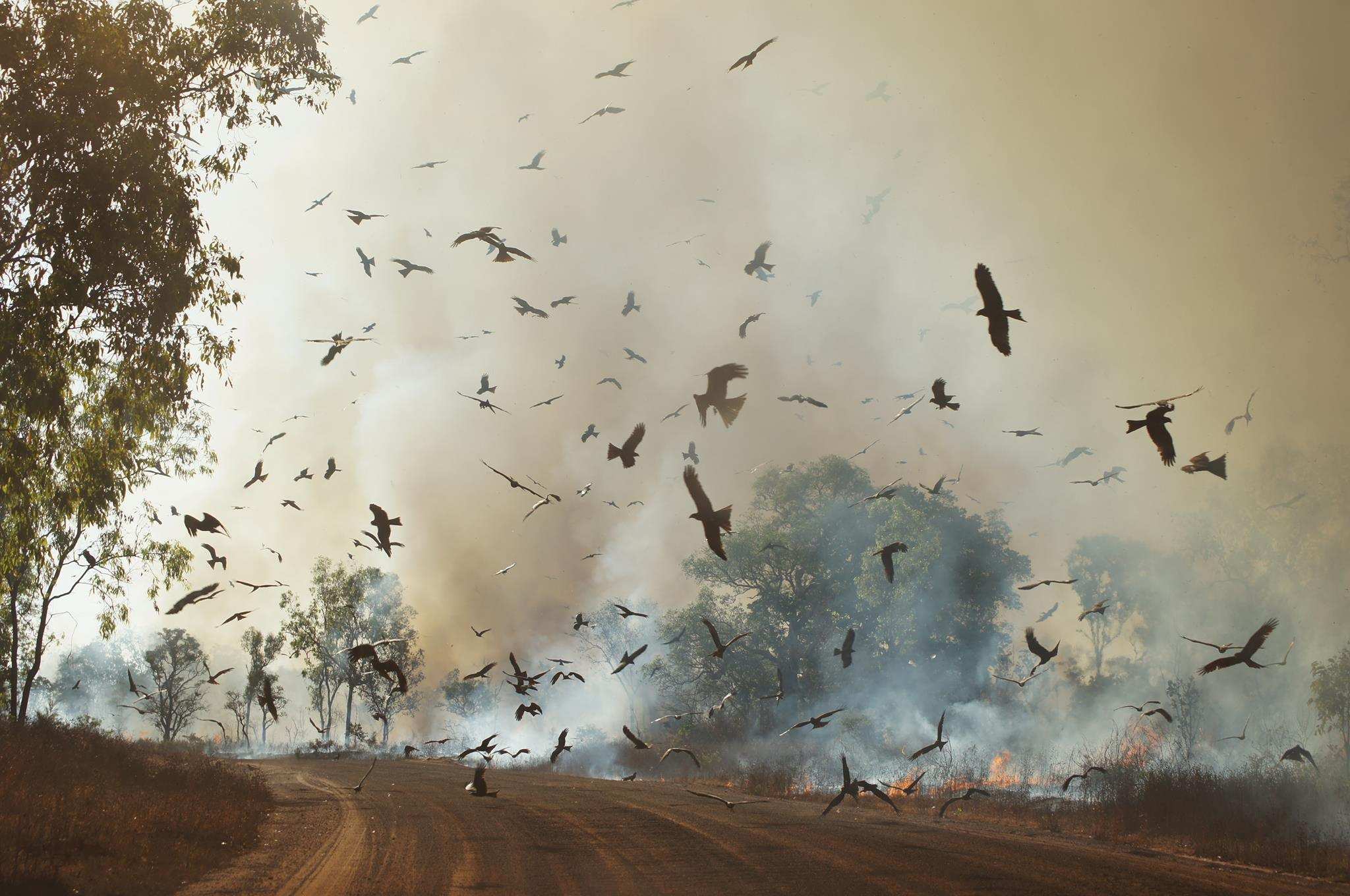 Why are there so many fires burning the Top End black every year? ABC