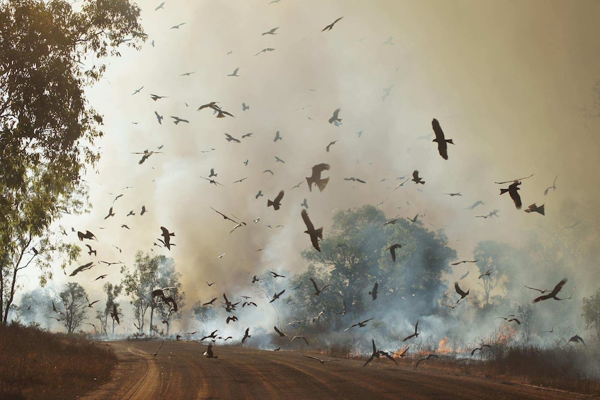 Birds swirl against a smoky bush sky.