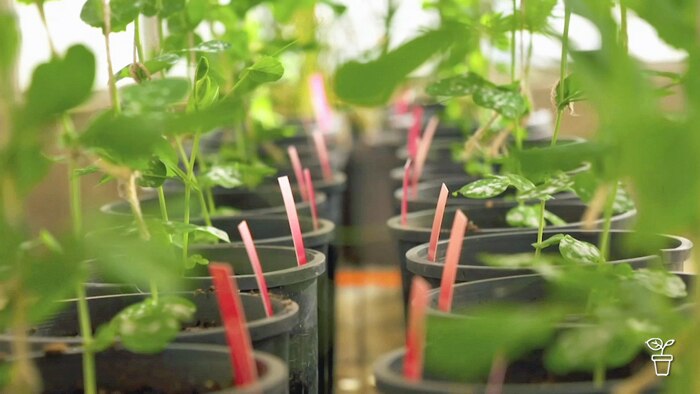 Microbial Magic - Gardening Australia