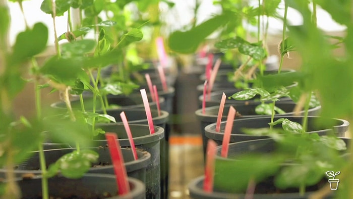 Rows of plants in pots with red labels growing in a greenhouse