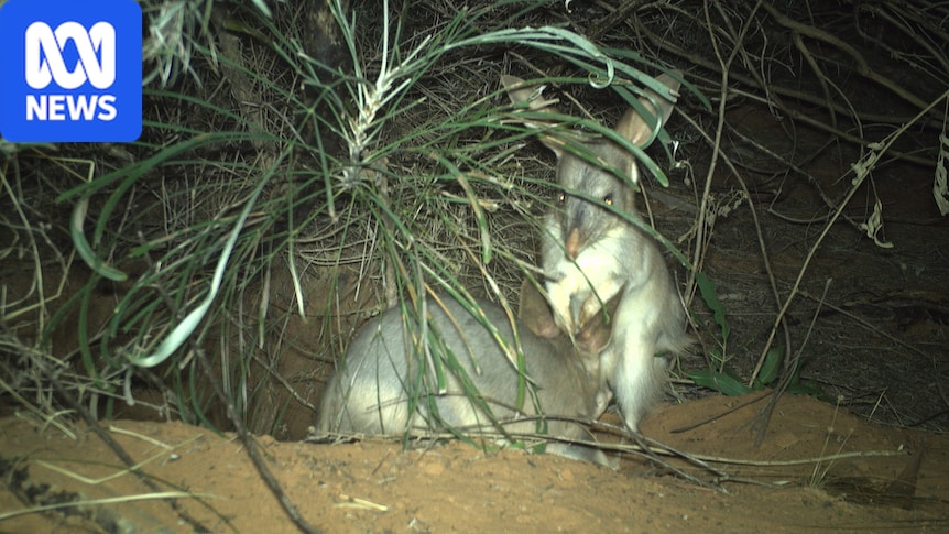 Bilbies' predators caught on camera in Great Sandy Desert