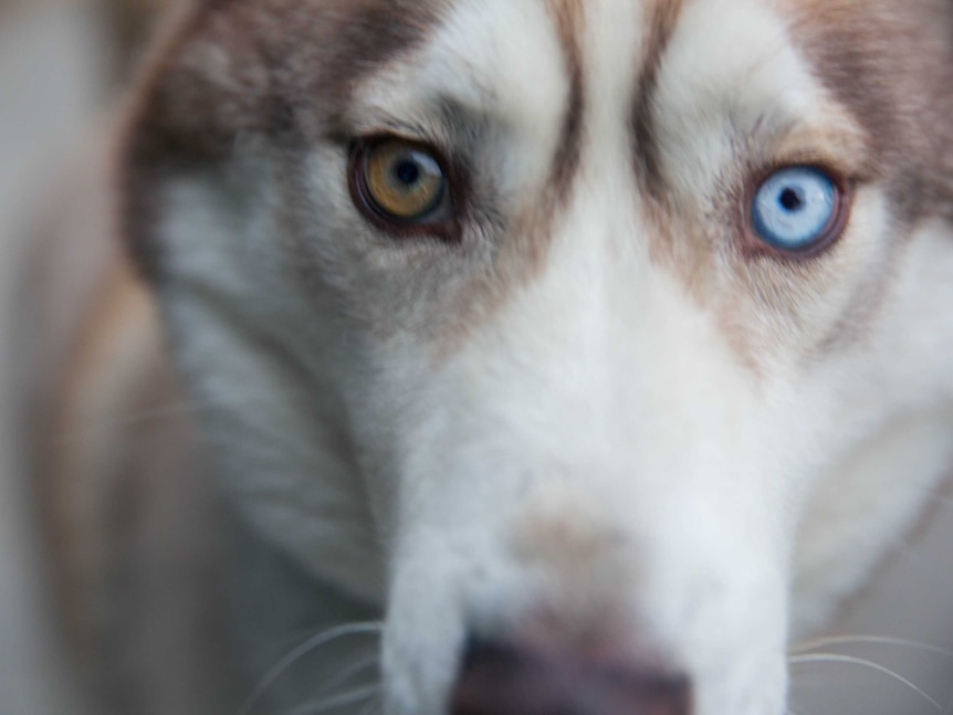 A husky with different coloured eyes.