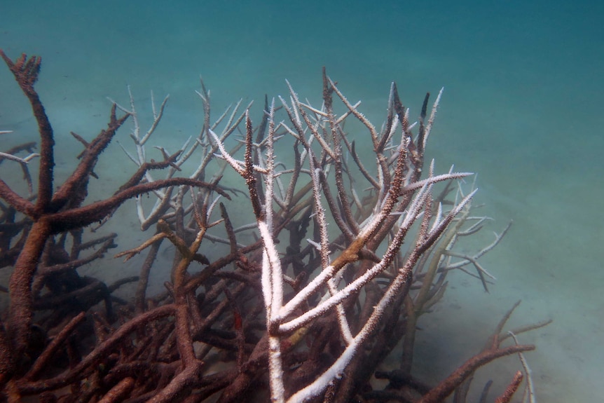 Dead and dying staghorn coral