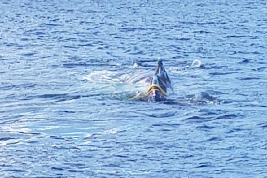 Whale caught in net